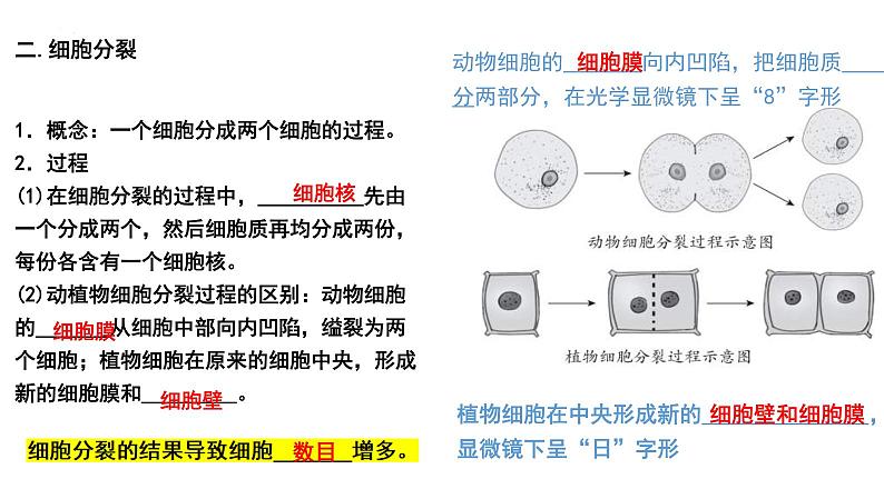 中考生物一轮复习考点通关课件专题05 生物体的结构层次（含答案）02