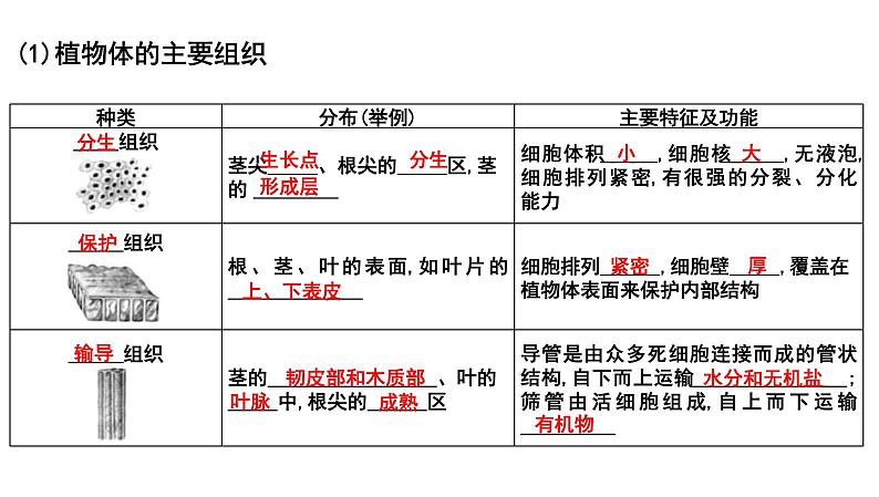 中考生物一轮复习考点通关课件专题05 生物体的结构层次（含答案）07