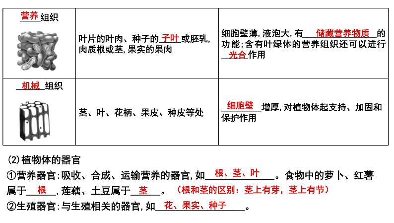 中考生物一轮复习考点通关课件专题05 生物体的结构层次（含答案）08