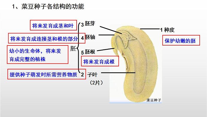 中考生物一轮复习考点通关课件专题06 生物圈中有哪些绿色植物及种子的萌发（含答案）第6页