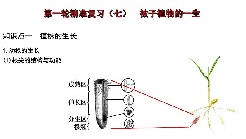 中考生物一轮复习考点通关课件专题07 被子植物的一生（含答案）第1页