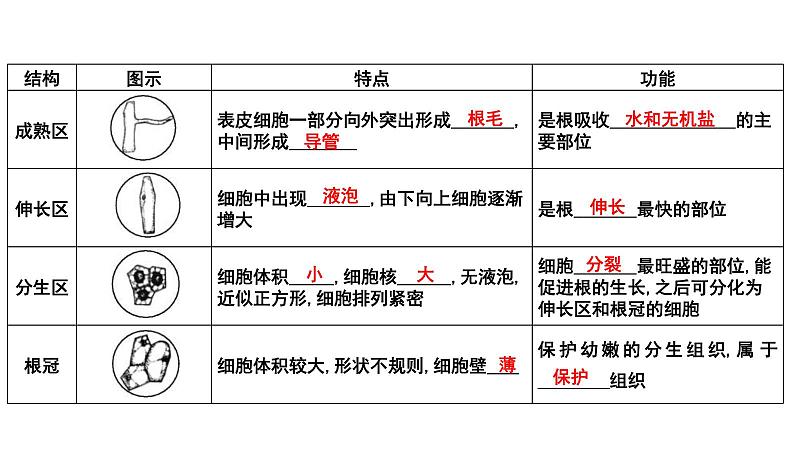 中考生物一轮复习考点通关课件专题07 被子植物的一生（含答案）第2页