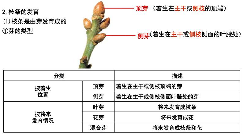 中考生物一轮复习考点通关课件专题07 被子植物的一生（含答案）第5页