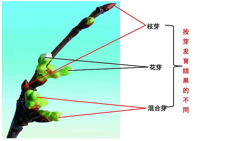 中考生物一轮复习考点通关课件专题07 被子植物的一生（含答案）第6页