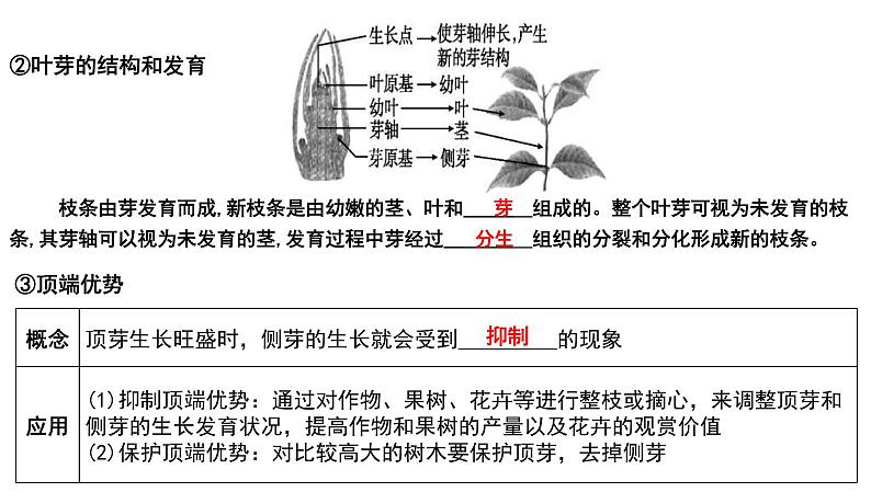 中考生物一轮复习考点通关课件专题07 被子植物的一生（含答案）第7页