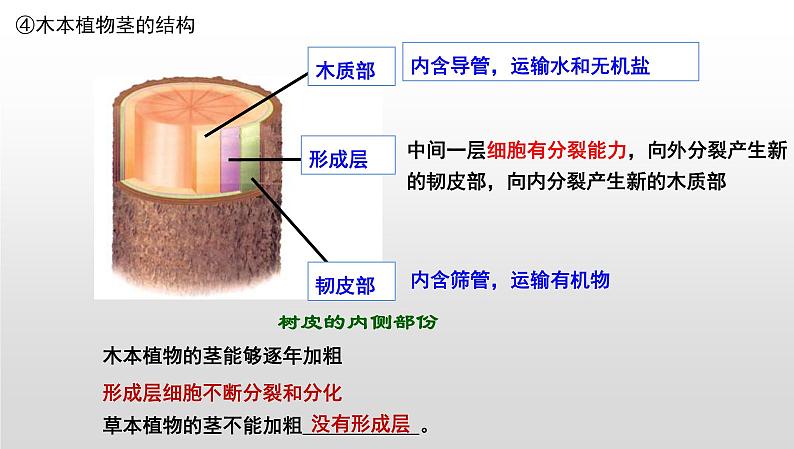 中考生物一轮复习考点通关课件专题07 被子植物的一生（含答案）第8页