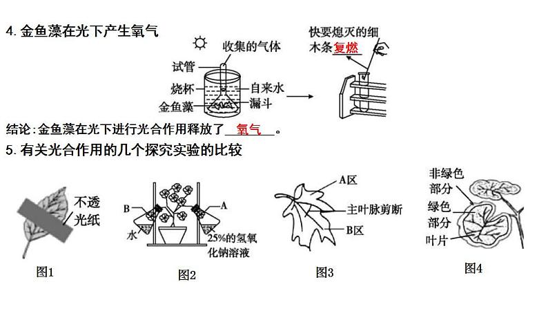 中考生物一轮复习考点通关课件专题09 绿色植物的光合作用（含答案）第3页