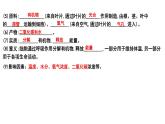 中考生物一轮复习考点通关课件专题10 绿色植物的呼吸作用（含答案）