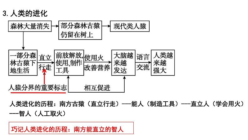 中考生物一轮复习考点通关课件专题11 人的由来（含答案）02