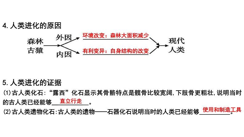 中考生物一轮复习考点通关课件专题11 人的由来（含答案）03