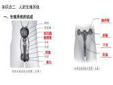 中考生物一轮复习考点通关课件专题11 人的由来（含答案）