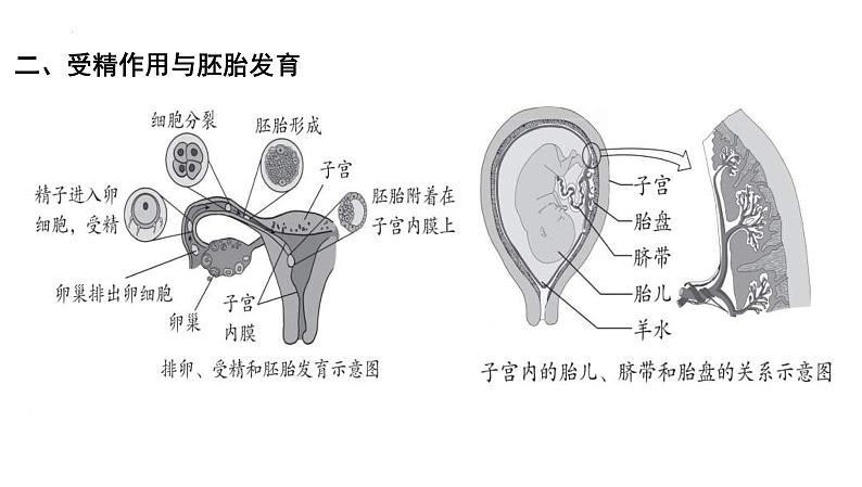 中考生物一轮复习考点通关课件专题11 人的由来（含答案）06