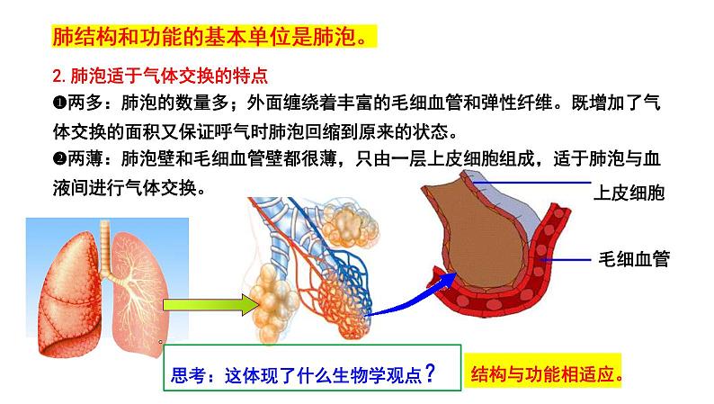 中考生物一轮复习考点通关课件专题13 人体的呼吸（含答案）04