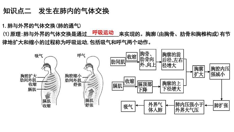 中考生物一轮复习考点通关课件专题13 人体的呼吸（含答案）05