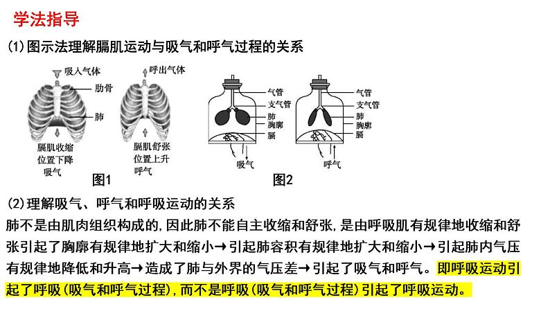 中考生物一轮复习考点通关课件专题13 人体的呼吸（含答案）06