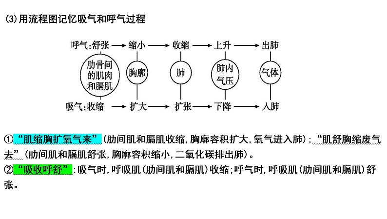 中考生物一轮复习考点通关课件专题13 人体的呼吸（含答案）07