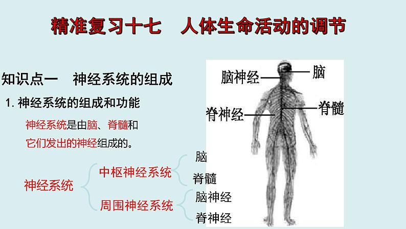 中考生物一轮复习考点通关课件专题17 人体生命活动调节（含答案）01