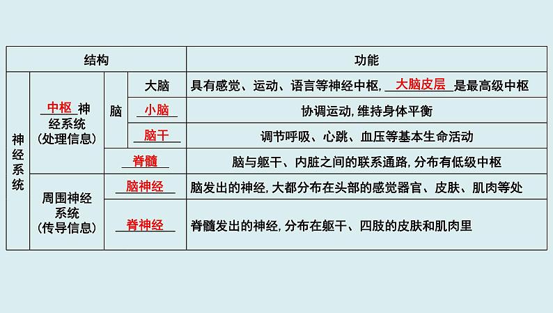 中考生物一轮复习考点通关课件专题17 人体生命活动调节（含答案）02