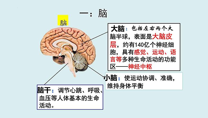 中考生物一轮复习考点通关课件专题17 人体生命活动调节（含答案）03