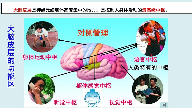 中考生物一轮复习考点通关课件专题17 人体生命活动调节（含答案）04