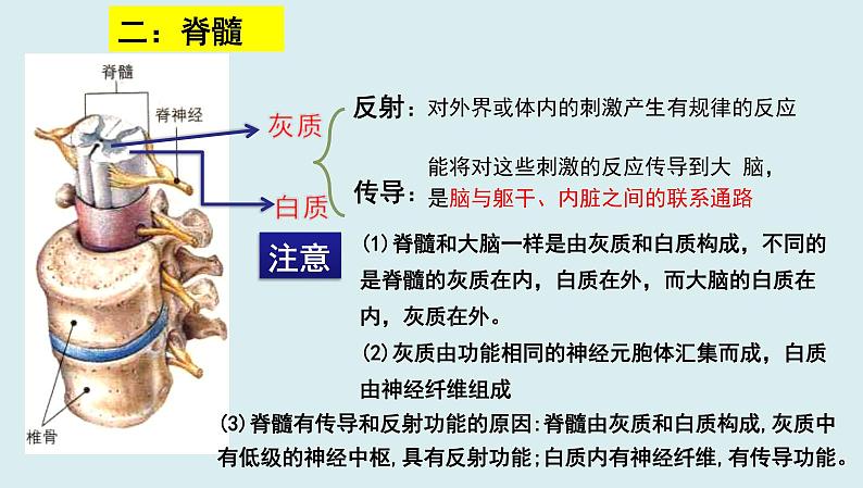 中考生物一轮复习考点通关课件专题17 人体生命活动调节（含答案）06