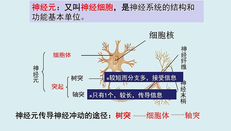 中考生物一轮复习考点通关课件专题17 人体生命活动调节（含答案）08