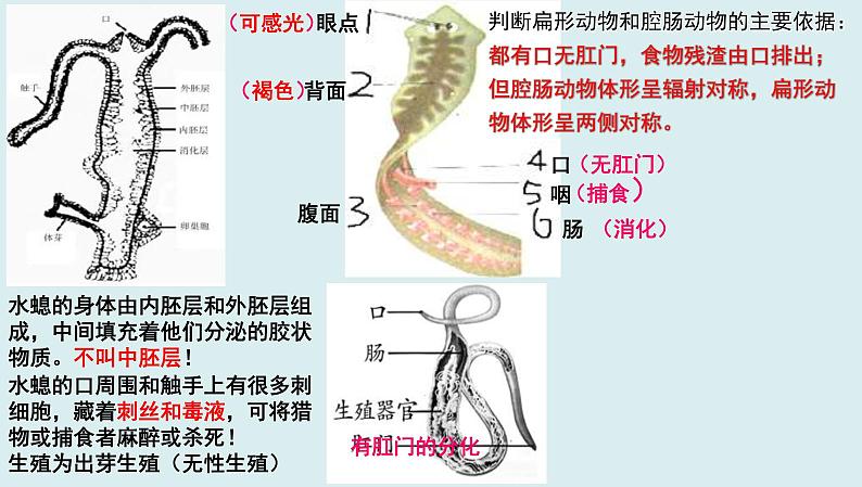 中考生物一轮复习考点通关课件专题21 动物的主要类群（含答案）04