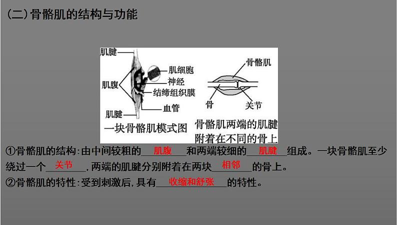 中考生物一轮复习考点通关课件专题22 动物的运动和行为（含答案）04