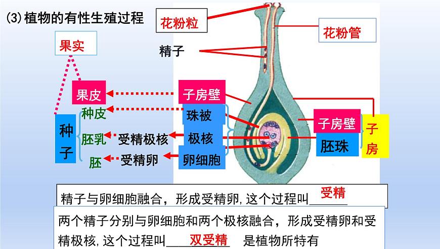中考生物一轮复习考点通关课件专题24 生物的生殖和发育（含答案）第2页