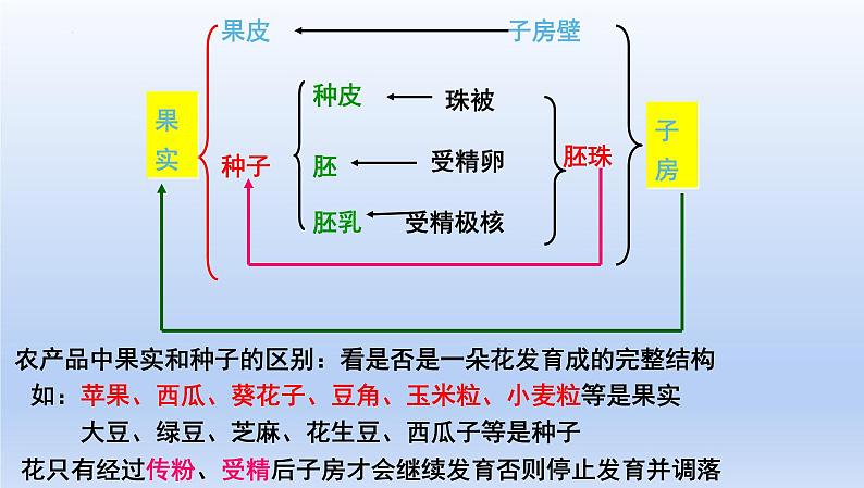 中考生物一轮复习考点通关课件专题24 生物的生殖和发育（含答案）03