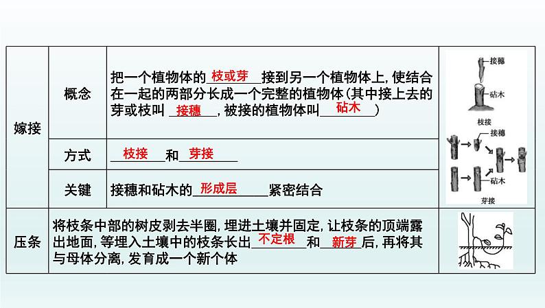 中考生物一轮复习考点通关课件专题24 生物的生殖和发育（含答案）06