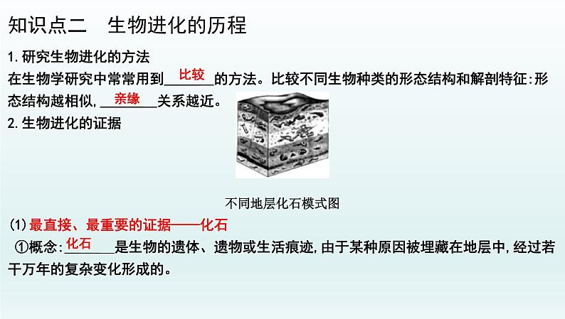 中考生物一轮复习考点通关课件专题26 生物的进化（含答案）05