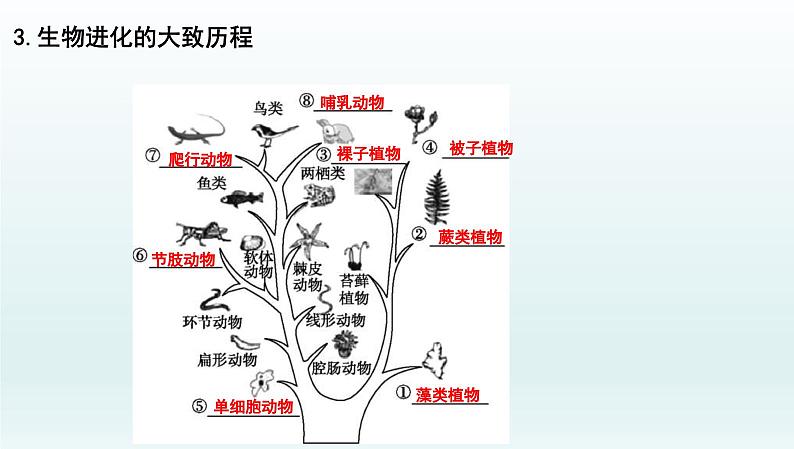 中考生物一轮复习考点通关课件专题26 生物的进化（含答案）07