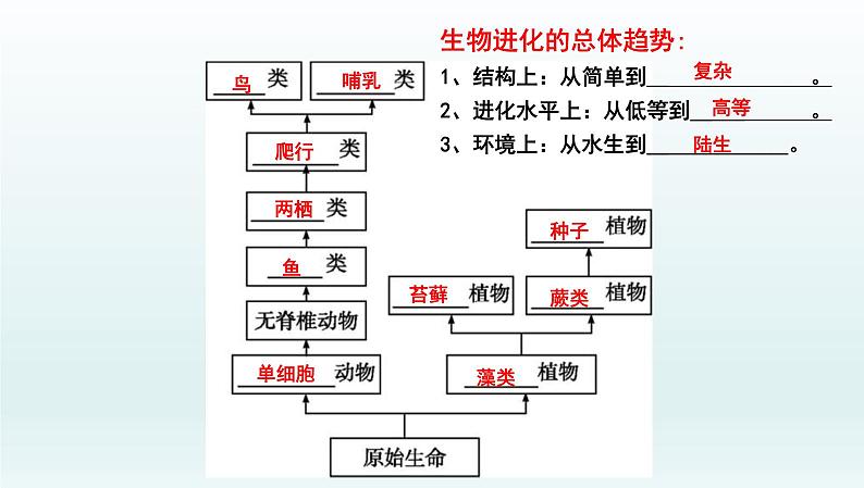 中考生物一轮复习考点通关课件专题26 生物的进化（含答案）08