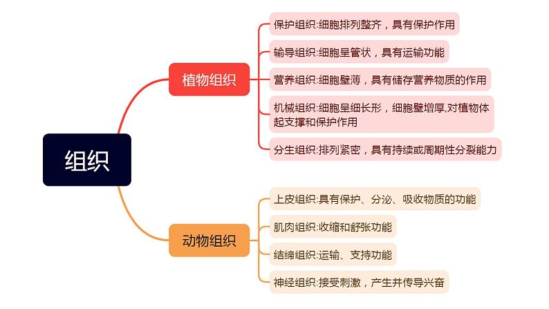 专题04 生物体的结构层次【考点串讲PPT】-2023-2024学年七年级科学上学期期末考点大串讲（浙教版）05