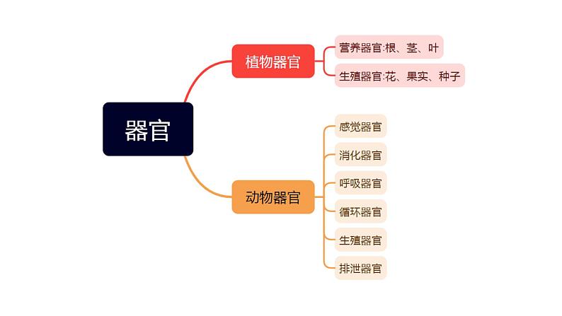专题04 生物体的结构层次【考点串讲PPT】-2023-2024学年七年级科学上学期期末考点大串讲（浙教版）06