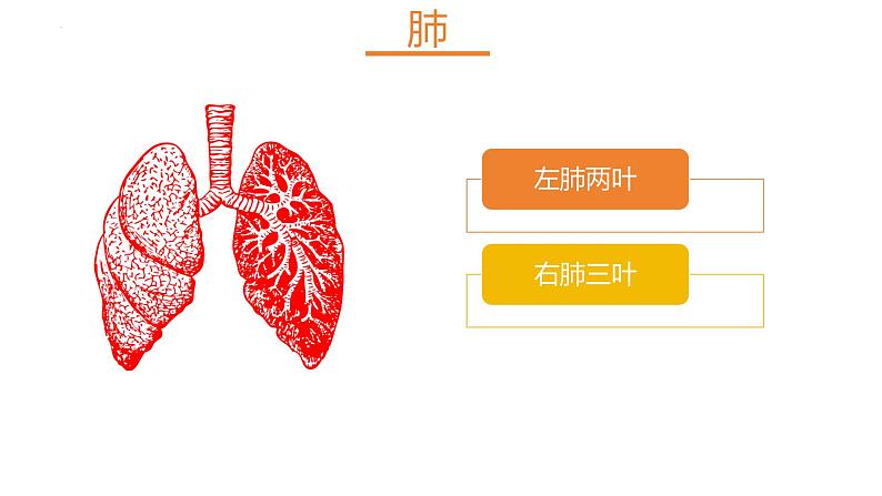 4.3.2++发生在肺内的气体交换++课件-2023-2024学年人教版生物七年级下册第4页