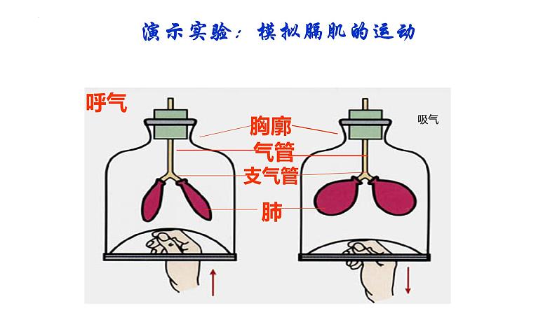 4.3.2++发生在肺内的气体交换++课件-2023-2024学年人教版生物七年级下册第7页