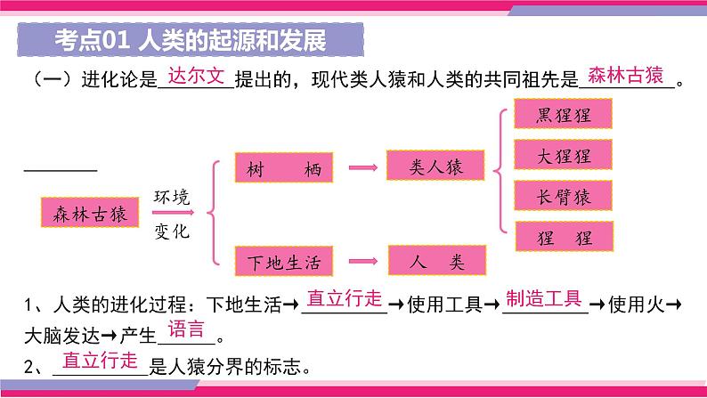 中考生物一轮复习精讲课件专题09 人的由来（含答案）06