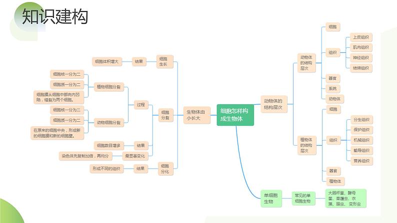 【2024年会考】初中生物一轮复习讲练测（全国通用）专题03 细胞怎样构成生物体（课件）第6页