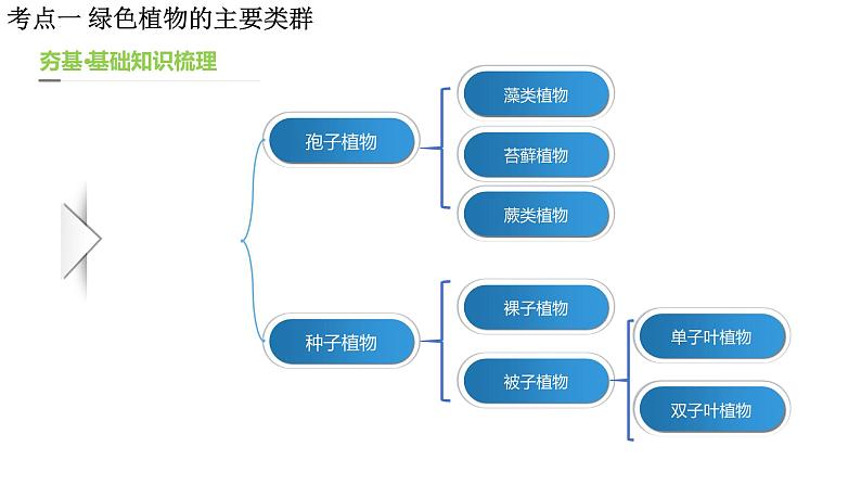 【2024年会考】初中生物一轮复习讲练测（全国通用）专题04 生物圈中有哪些绿色植物（课件）08