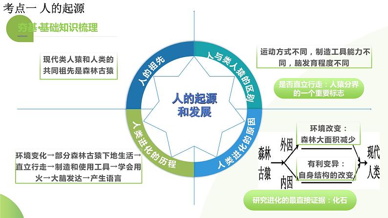 【2024年会考】初中生物一轮复习讲练测（全国通用）专题09 人的由来（课件）08