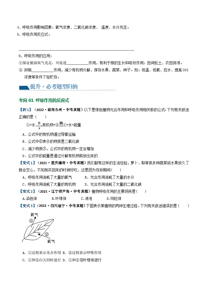 【2024会考】初中生物专题08 绿色植物的呼吸作用（讲义）（原卷+解析版）03