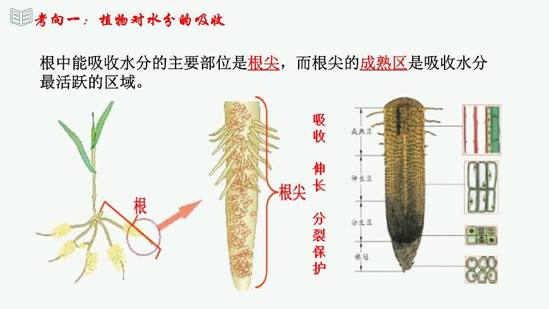 【2024年会考】初中生物 专题06 绿色植物与生物圈中的水循环-课件第6页