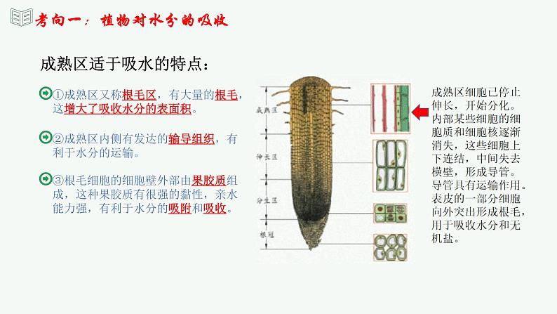 【2024年会考】初中生物 专题06 绿色植物与生物圈中的水循环-课件第7页