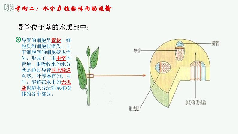 【2024年会考】初中生物 专题06 绿色植物与生物圈中的水循环-课件第8页