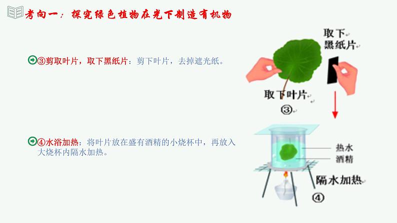 【2024年会考】初中生物 专题07 绿色植物的光合作用-课件07