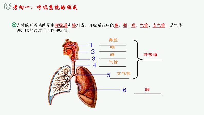 【2024年会考】初中生物 专题11 人体的呼吸-课件06