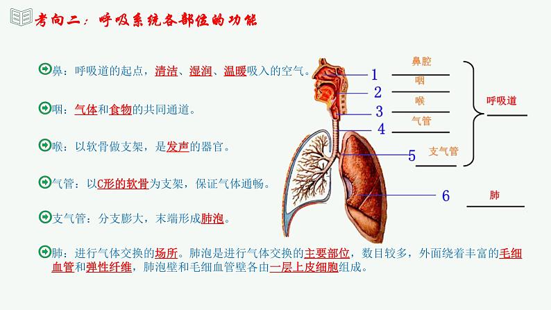 【2024年会考】初中生物 专题11 人体的呼吸-课件07