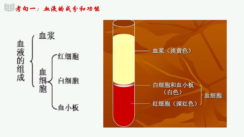 【2024年会考】初中生物 专题12 人体内物质的运输-课件06